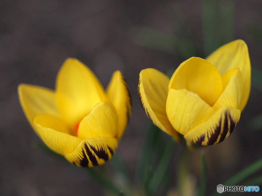 cheerfulness