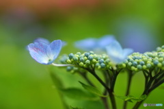 梅雨時の花と言えば