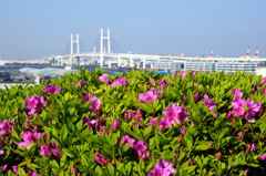 山手の初夏-3
