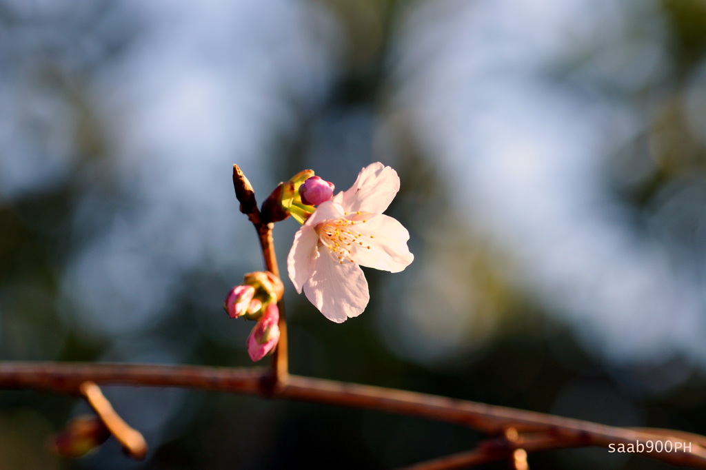 玉縄桜