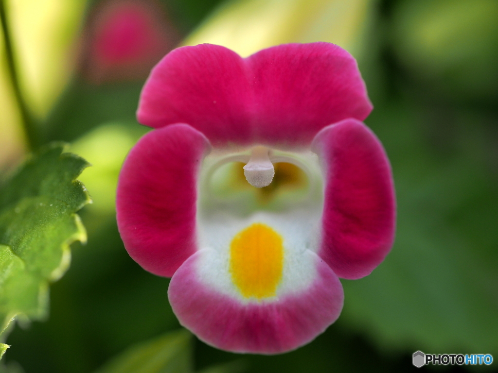 夏菫
