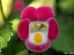 夏菫