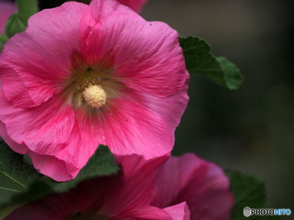 Hollyhock 