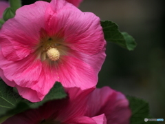 Hollyhock 