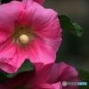 Hollyhock 