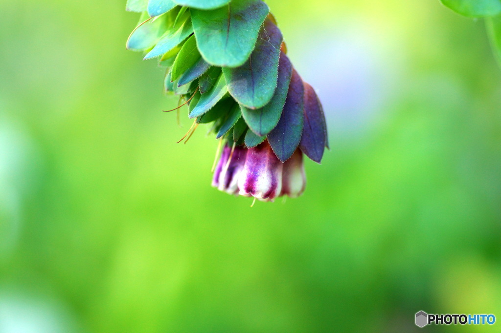 変わった花達-2