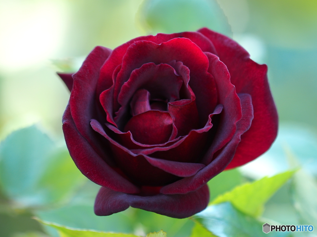 冬薔薇