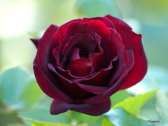 冬薔薇