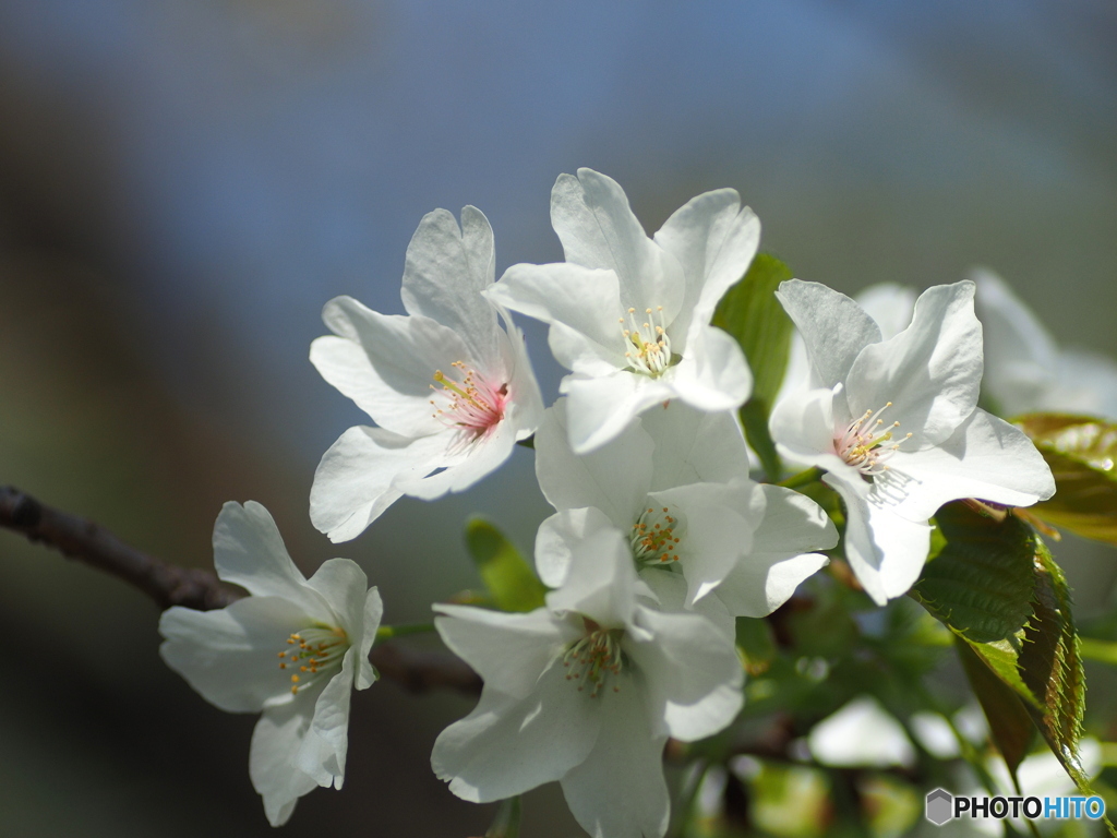 今年の桜は寂しそう