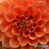 Dalia naranja