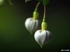 蕾