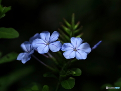 Summer blue