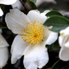 椿か山茶花どっちかな