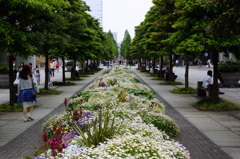 新緑の横浜-4