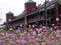 いつの間にお花畑