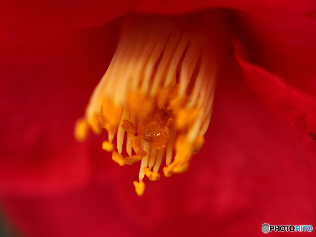 Camellia Red