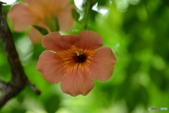 Trumpet vine