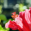 早春の花