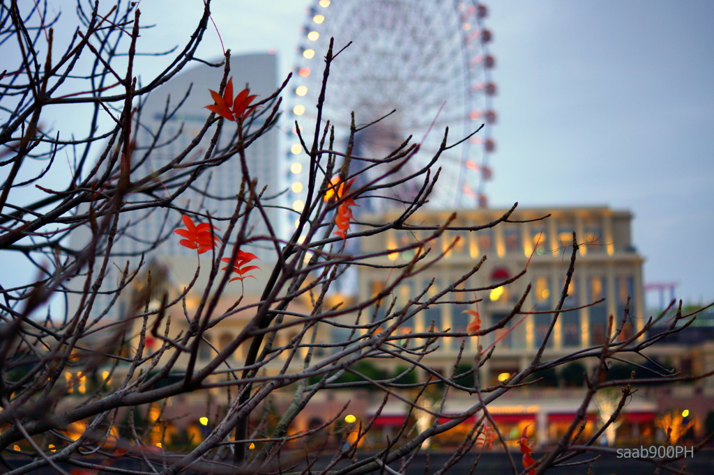 最後の紅葉