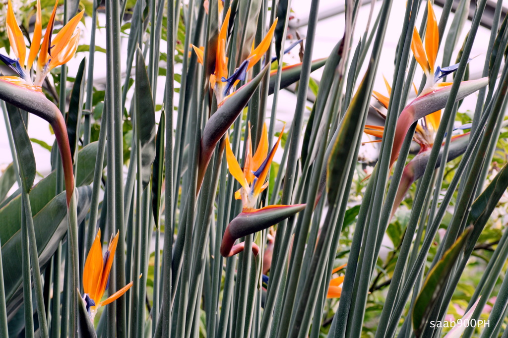 極楽鳥花