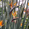 極楽鳥花