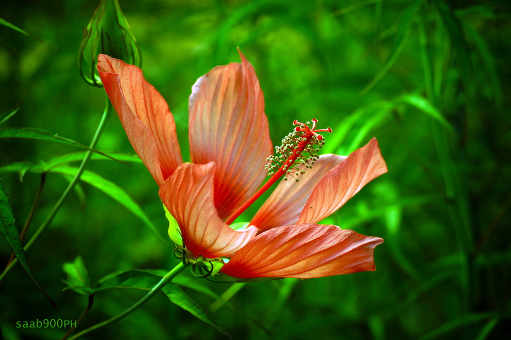 Hibiscus