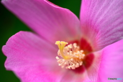 Hibiscus mutabilis