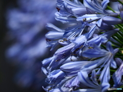 Agapanthus blue