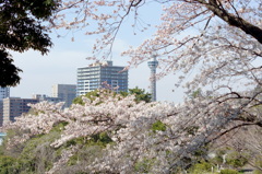 横浜山手桜色-4