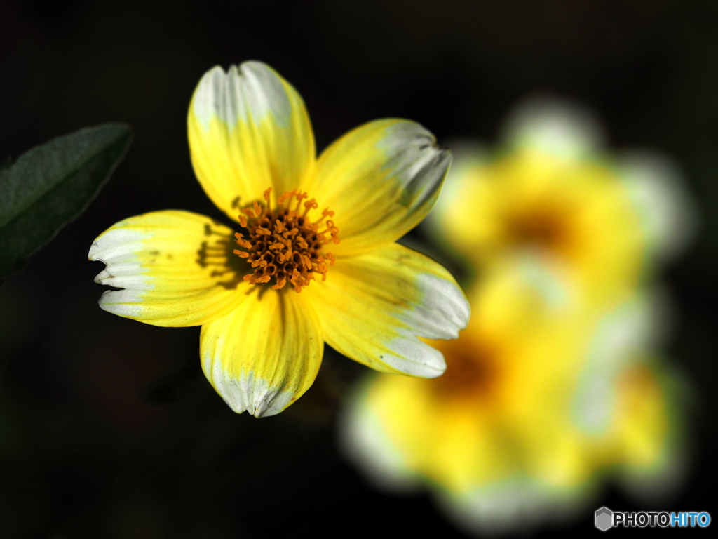 Winter Cosmos