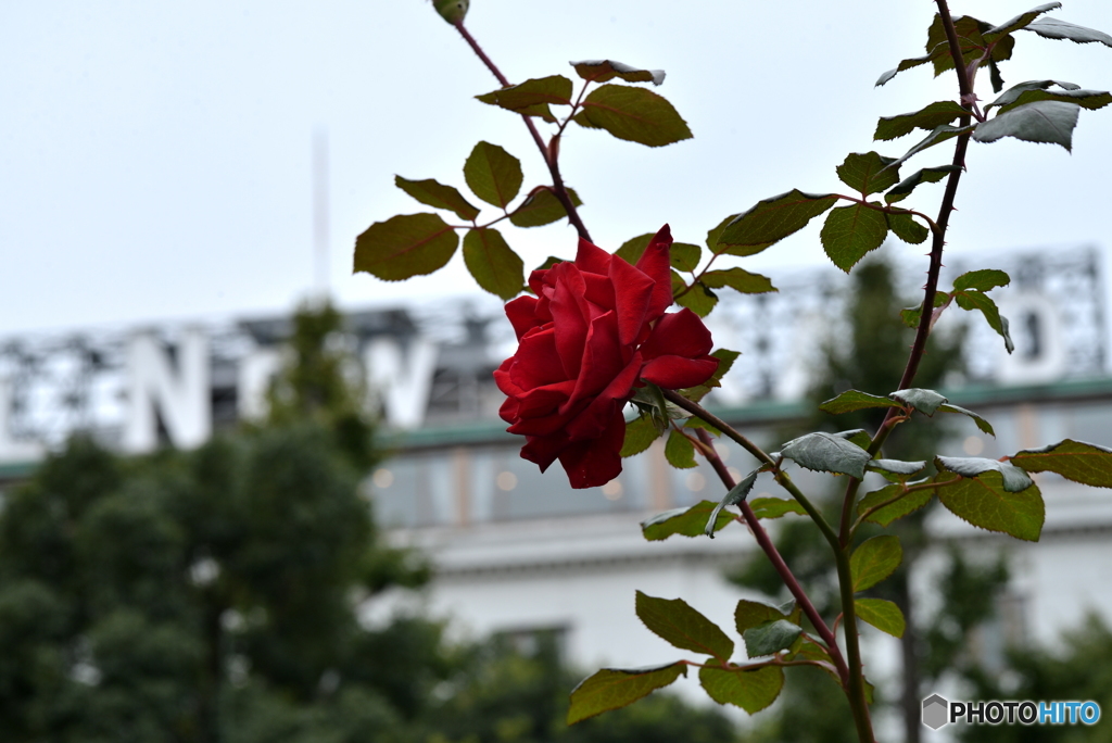 綺麗な薔薇は遠い？