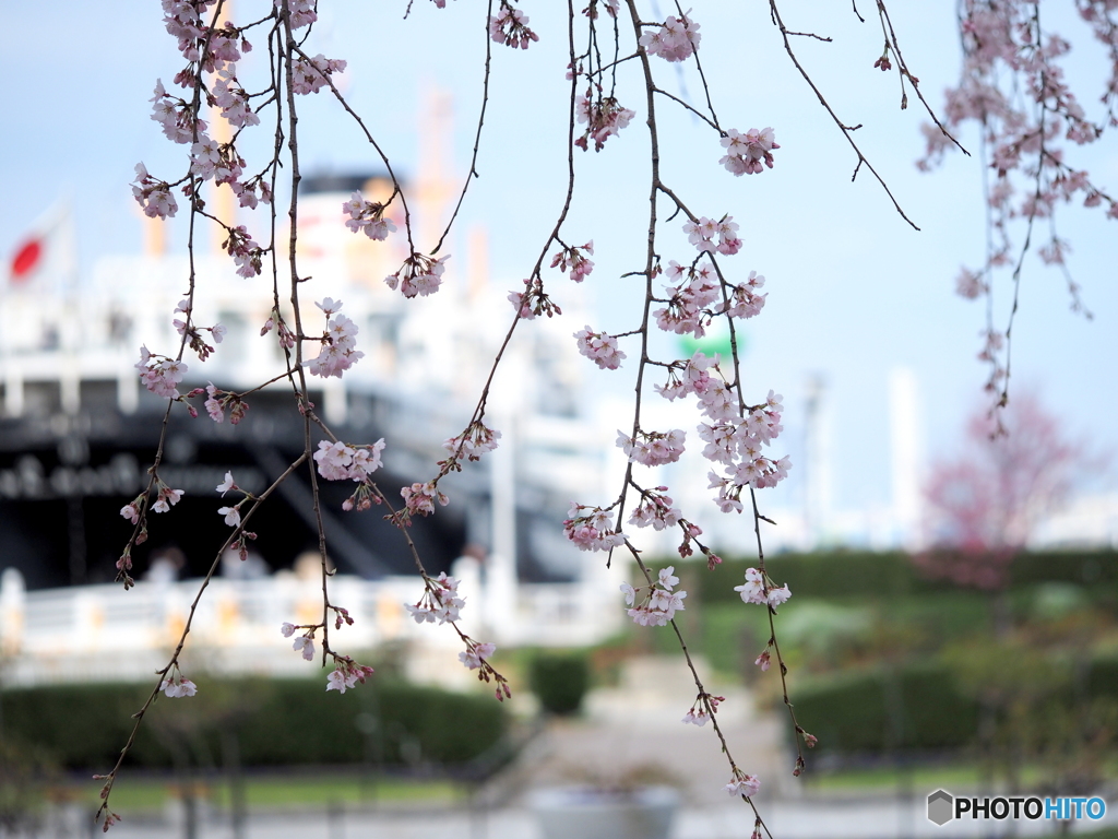 横浜桜だより
