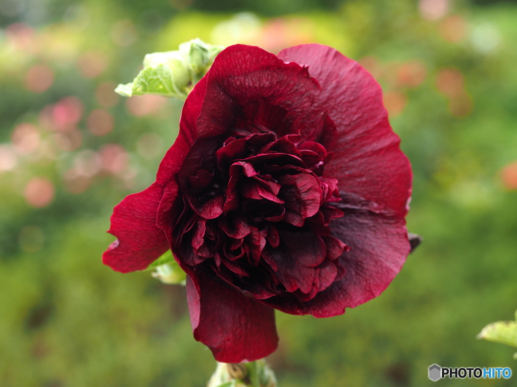 Hollyhock