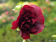 Hollyhock