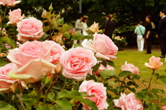 薔薇と結婚式