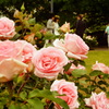薔薇と結婚式