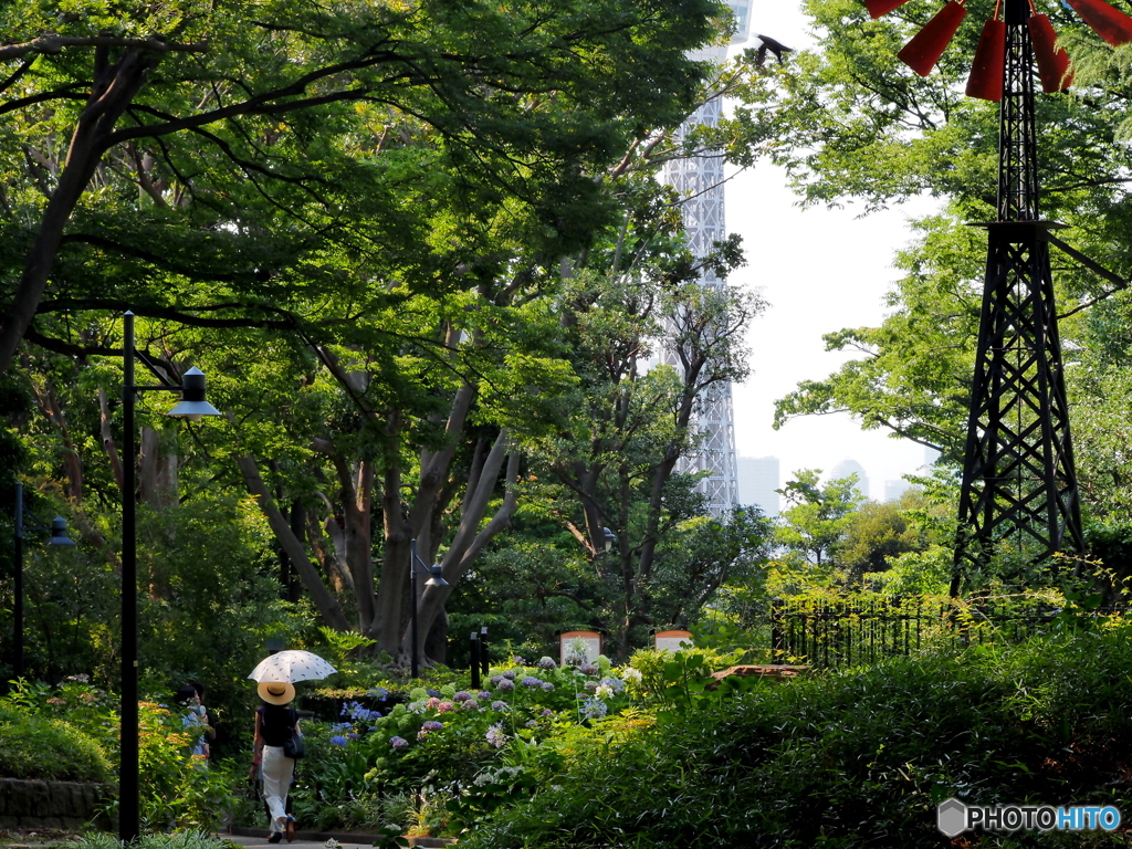 フランス山に夏到来