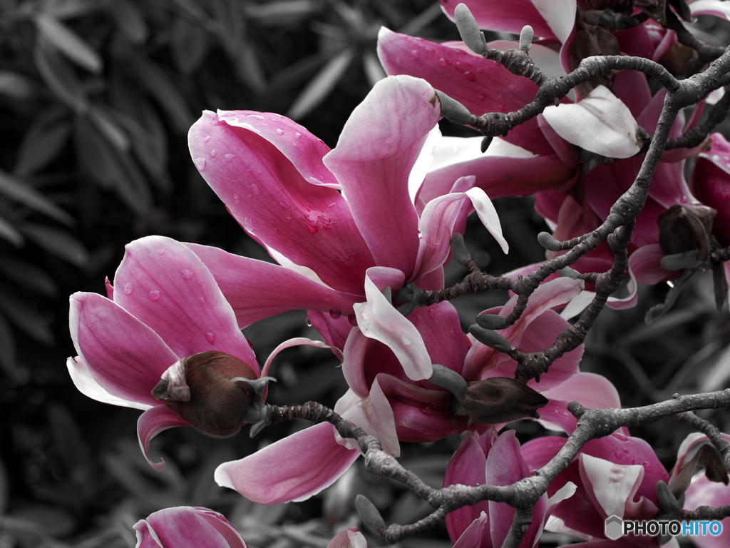 Magnolia