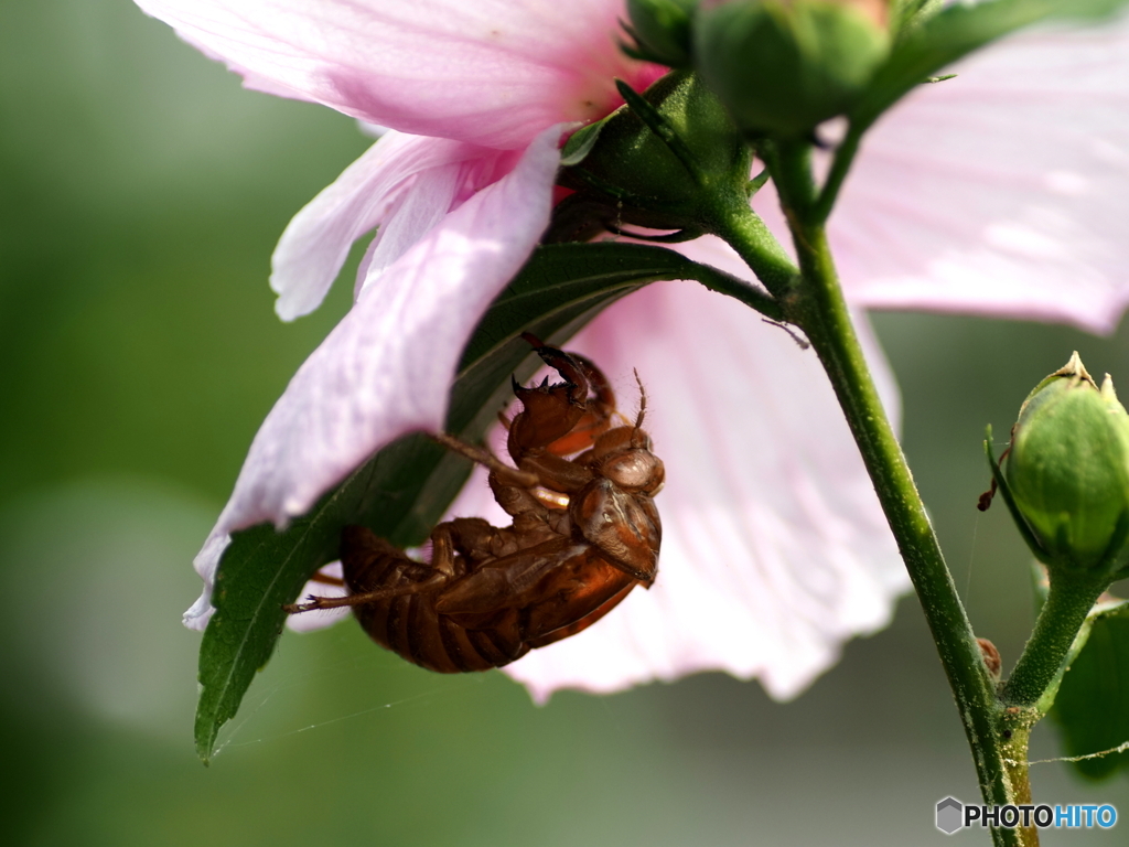 私　生誕地は　芙蓉です！