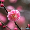 粉雪舞う