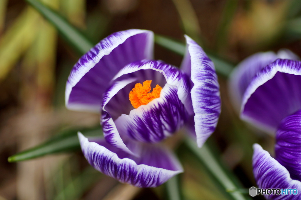 Crocus