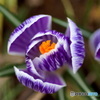 Crocus