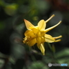 泳ぐ花？