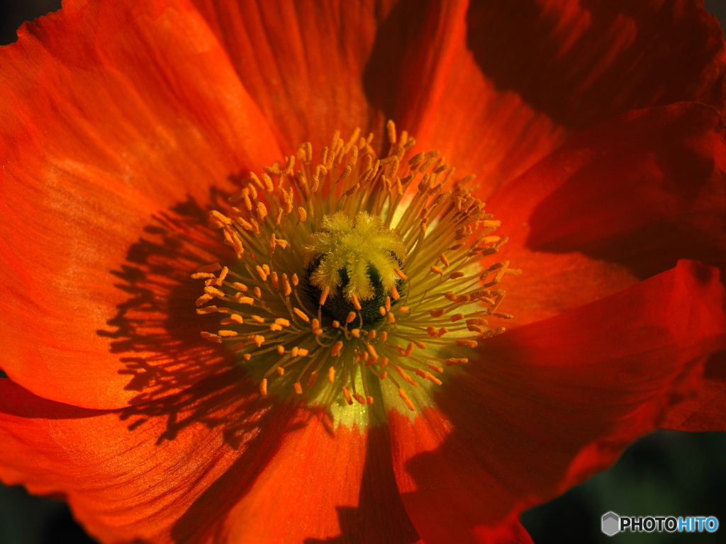 Corn rose