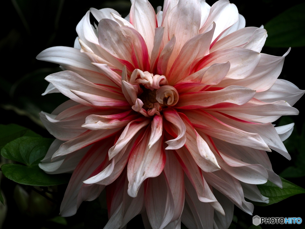 Dahlia
