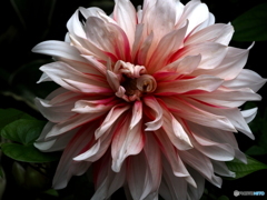 Dahlia