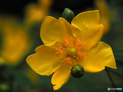 Hypericum patulum