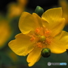 Hypericum patulum