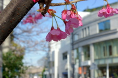 横浜緋桜