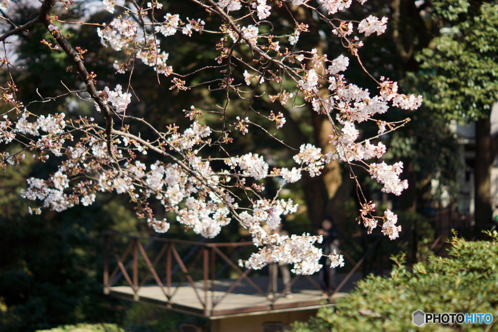横浜山手の桜